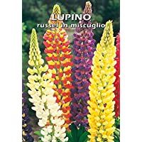 Los mejores  - Lupino Russel de mezcla (Lupinus polyphyllus) – Semillas